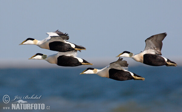 Eider (Somateria mollissima)