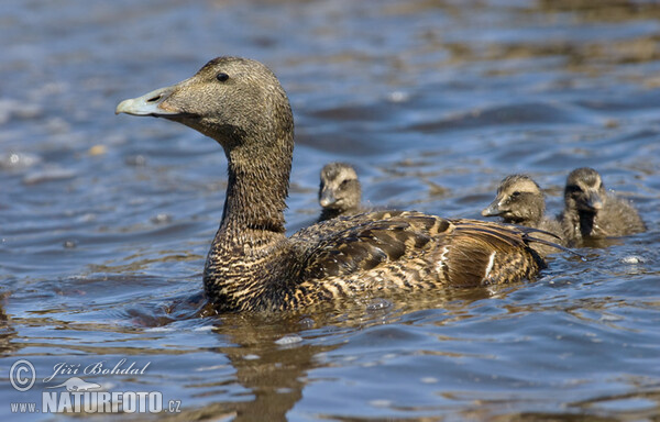 Eider (Somateria mollissima)