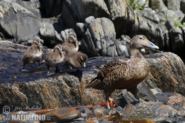 Eider (Somateria mollissima)