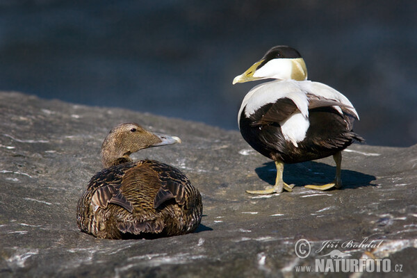 Eider (Somateria mollissima)