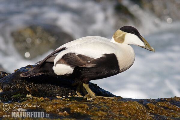 Eider (Somateria mollissima)