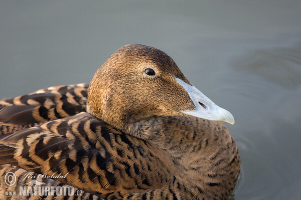 Eider (Somateria mollissima)