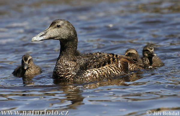 Eider à duvet