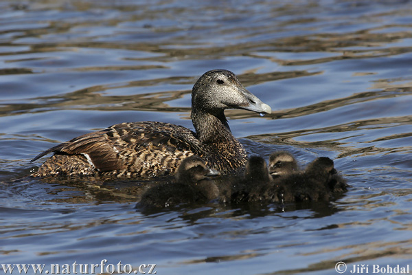 Eider à duvet