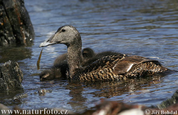 Eider à duvet