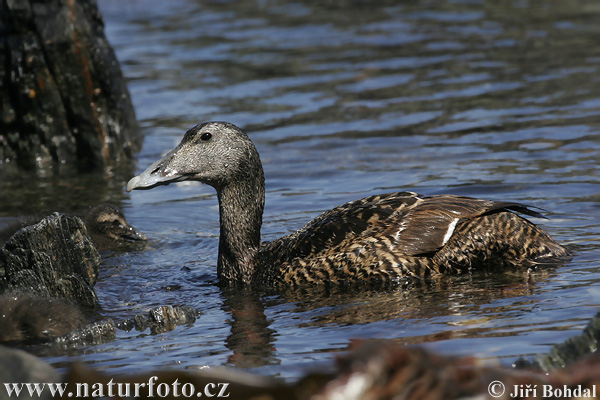 Eider à duvet