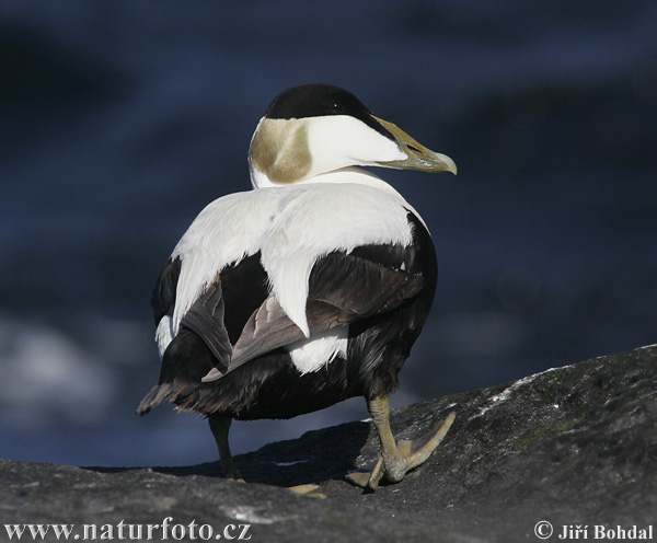 Eider à duvet