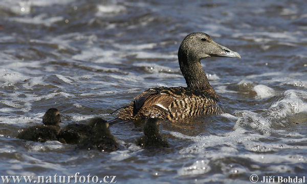 Eider común