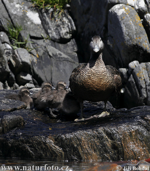 Eider común