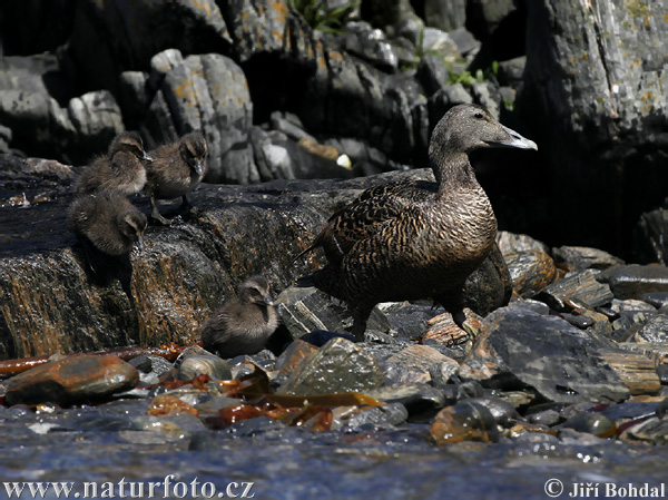 Eider común