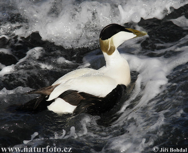 Eider común