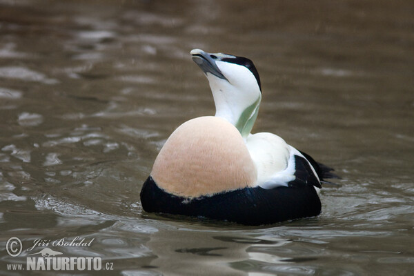 Eider vogel