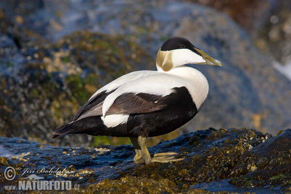 Eider vogel