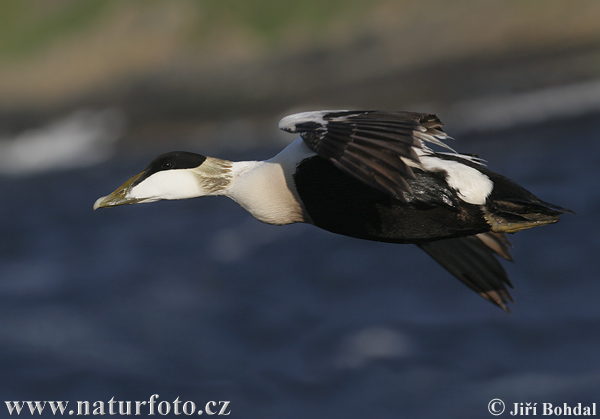 Eider vogel