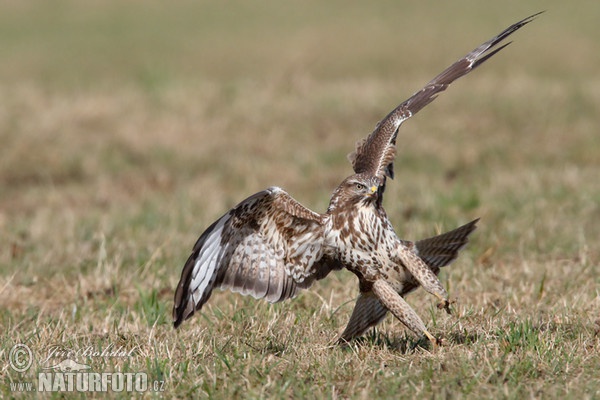 Elang buteo