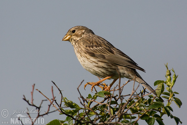 Emberiza calandra