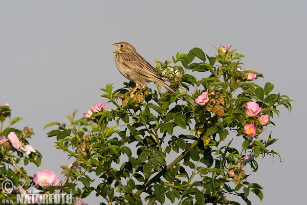 Emberiza calandra