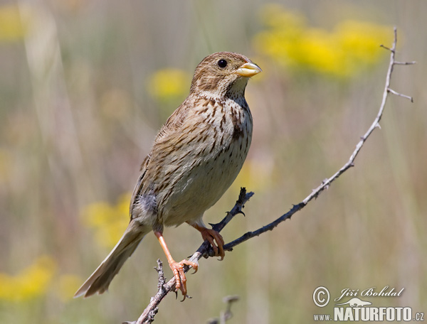 Emberiza calandra