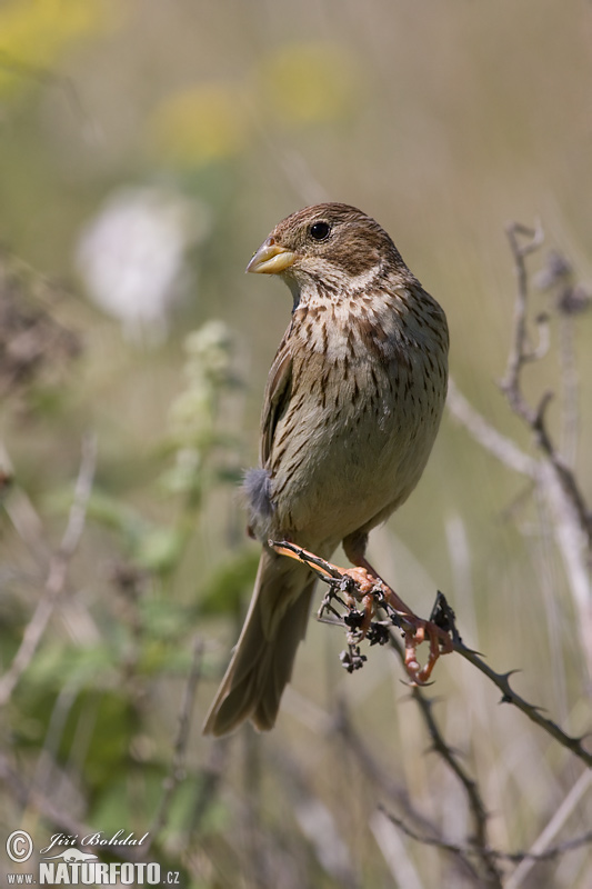 Emberiza calandra