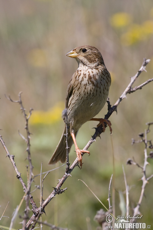 Emberiza calandra