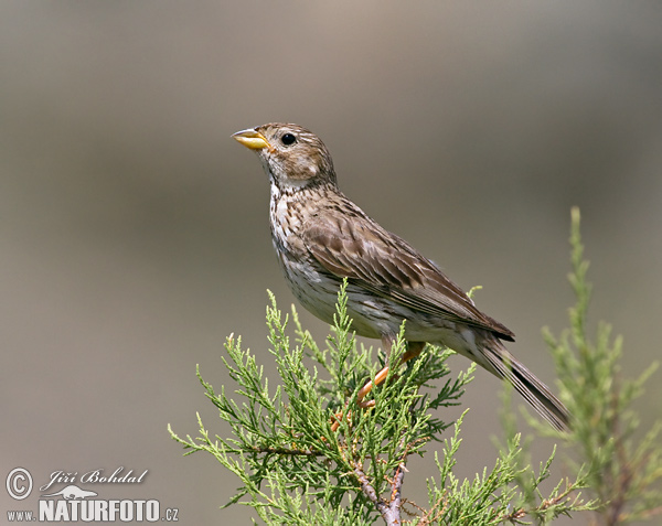 Emberiza calandra