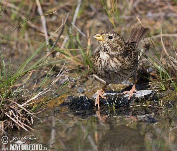 Emberiza calandra