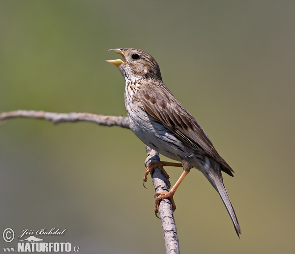 Emberiza calandra