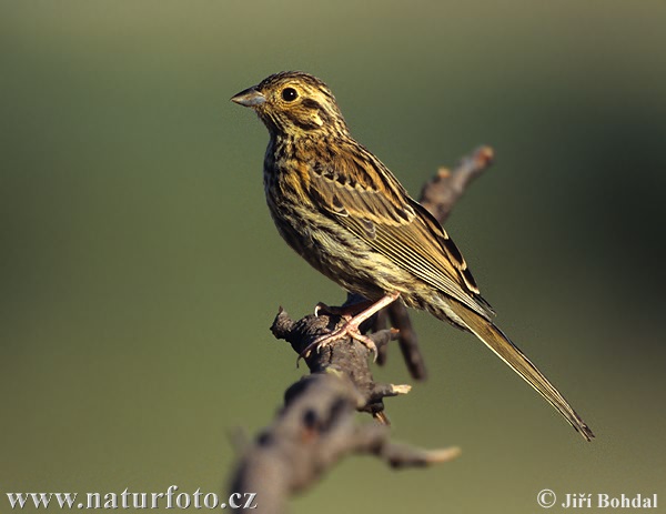 Emberiza cirlus