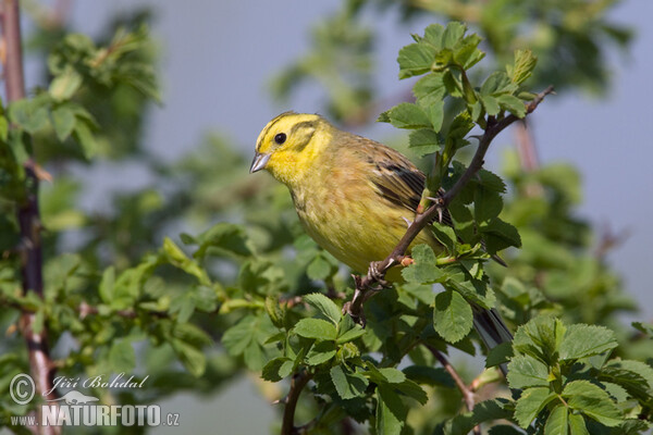 Emberiza citrinella