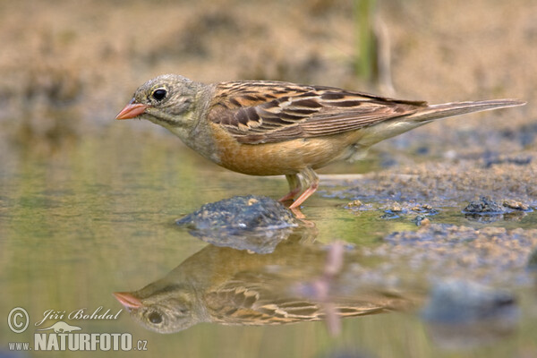 Emberiza hortulana