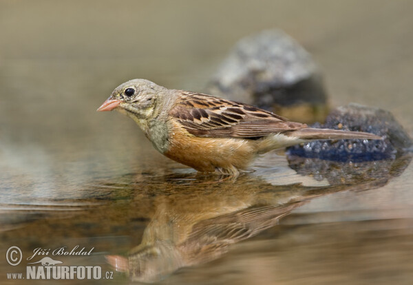 Emberiza hortulana