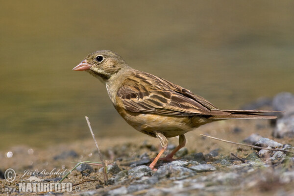 Emberiza hortulana