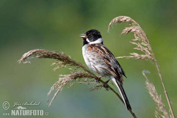 Emberiza schoeniclus