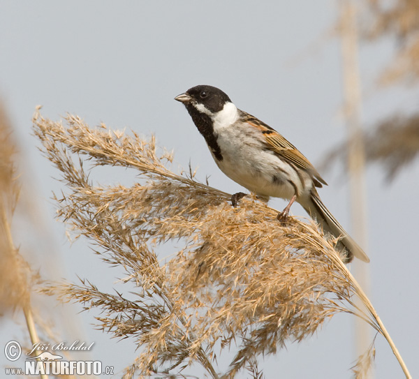 Emberiza schoeniclus