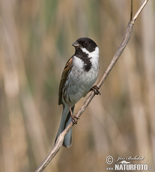 Emberiza schoeniclus