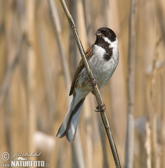 Emberiza schoeniclus