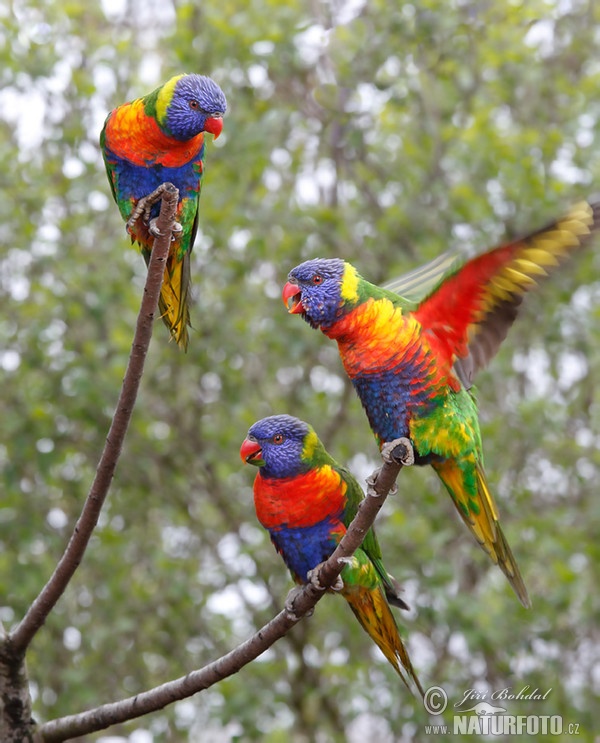 EN Swaison's Lorikeet (Trichoglossus haematodus moluccanus)