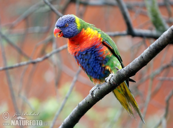 EN Swaison's Lorikeet (Trichoglossus haematodus moluccanus)