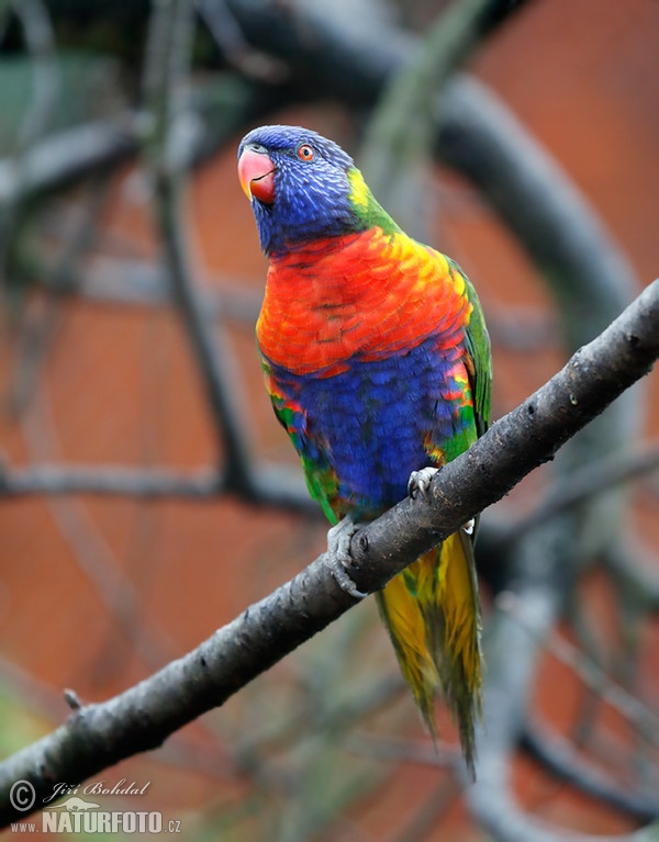 EN Swaison's Lorikeet (Trichoglossus haematodus moluccanus)