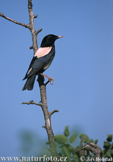 Étourneau roselin