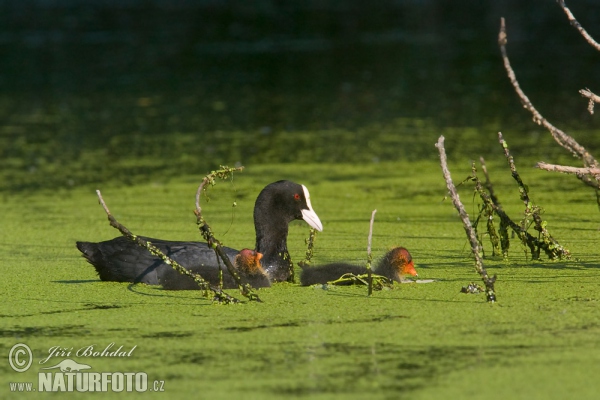 Eurasian Coot (Fulica atra)