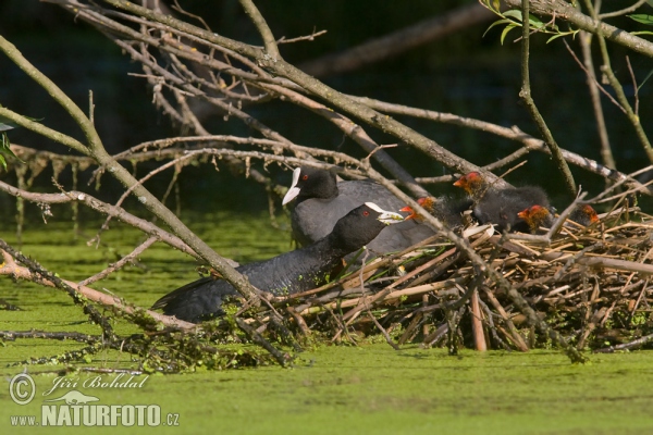 Eurasian Coot (Fulica atra)