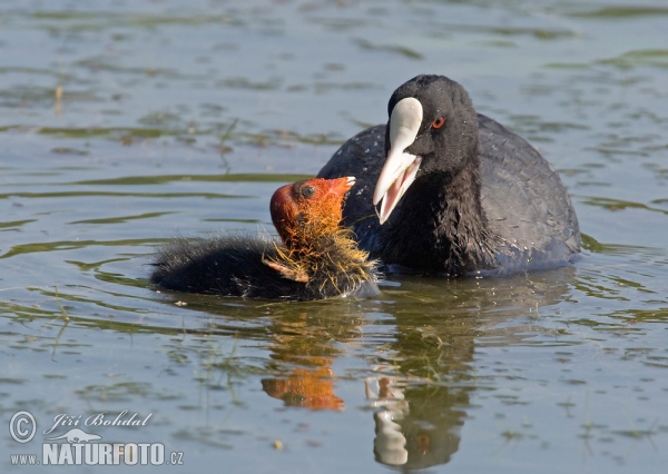 Eurasian Coot (Fulica atra)