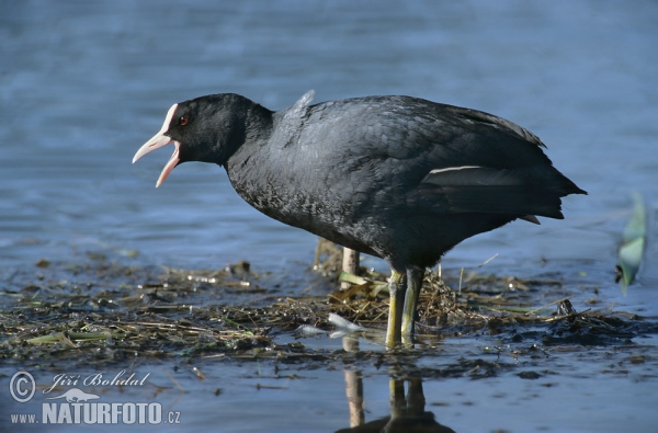 Eurasian Coot (Fulica atra)