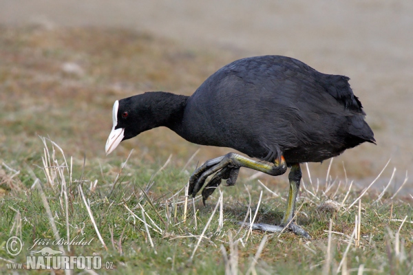 Eurasian Coot (Fulica atra)