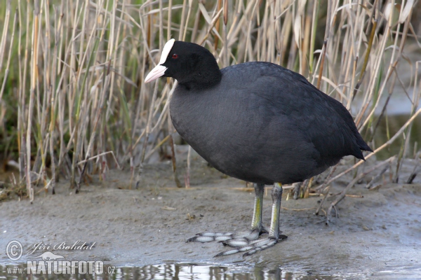 Eurasian Coot (Fulica atra)