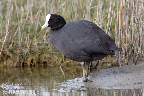 Eurasian Coot (Fulica atra)