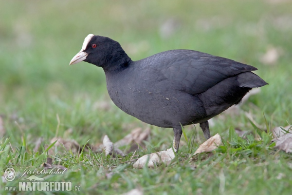 Eurasian Coot (Fulica atra)