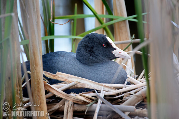 Eurasian Coot (Fulica atra)