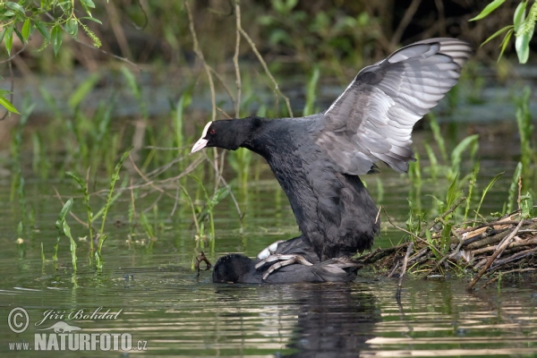 Eurasian Coot (Fulica atra)